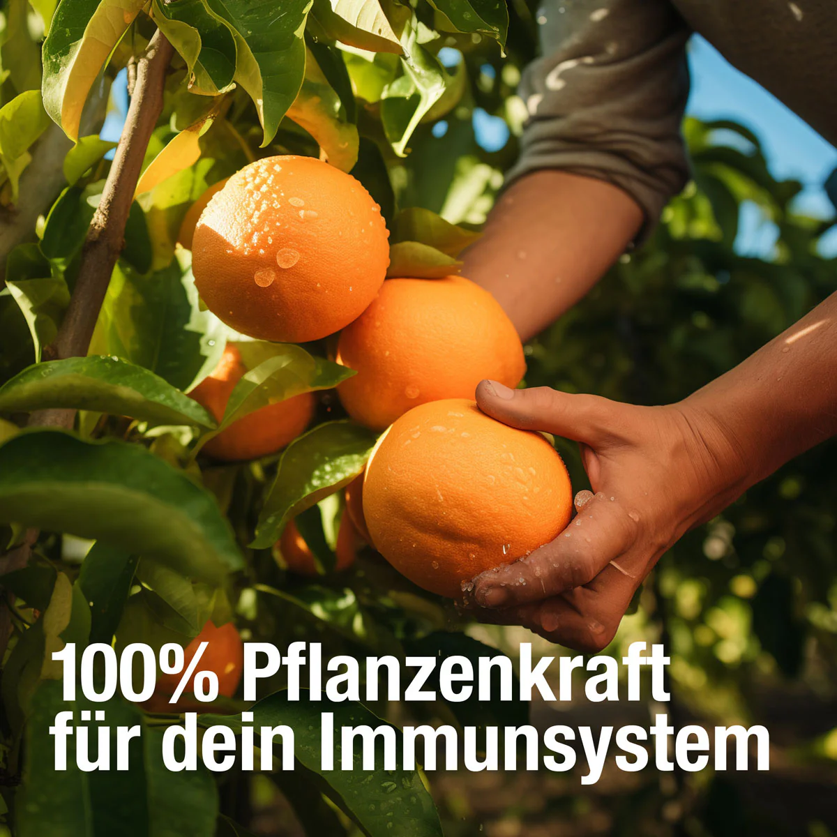 Immun Boost Paket - Image 6